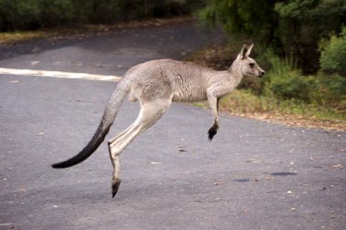 Hopping kangaroo - 2 clipart