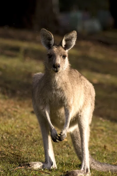 Ett porträtt av känguru — Stockfoto
