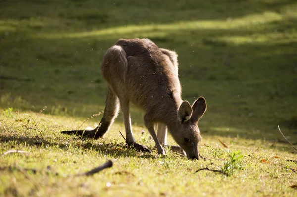 Nourrir le kangourou — Photo
