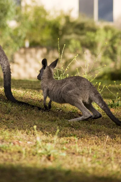 Hoppande känguru — Stockfoto