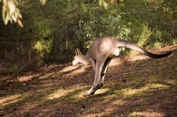 Hoppande känguru - 3 — Stockfoto