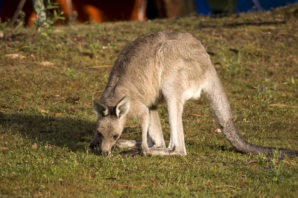 Comer canguro - 2 —  Fotos de Stock