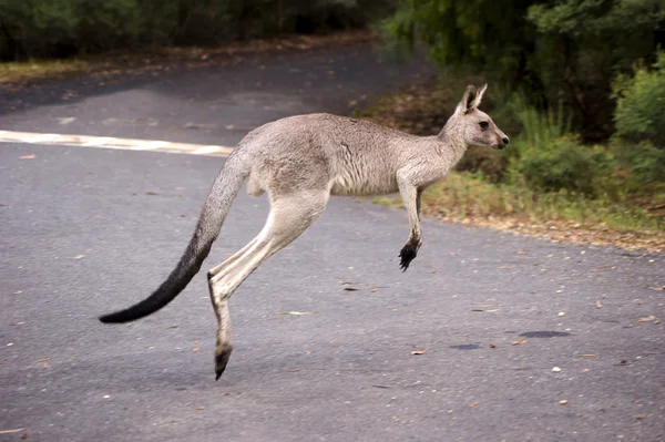Hopping kangaroo - 2 Stock Photo