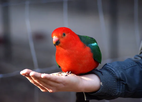Ausztrál király papagáj — Stock Fotó