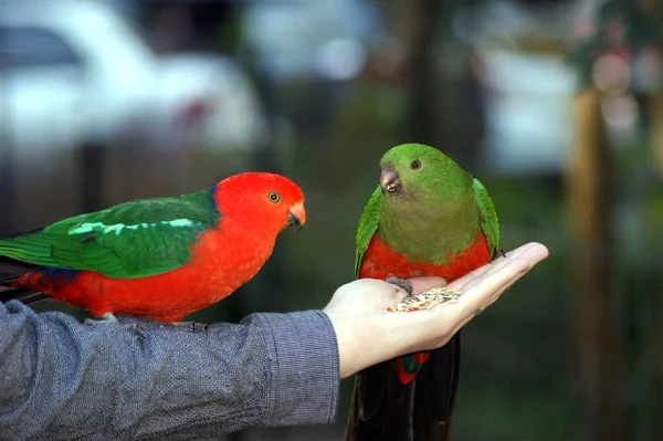 A couple of Australian king parrot — Stock Photo, Image