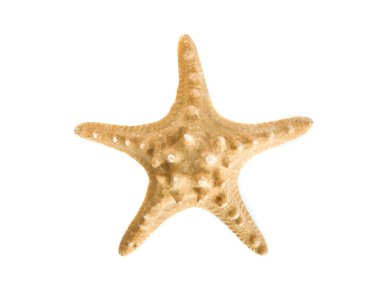 Sea star clipart