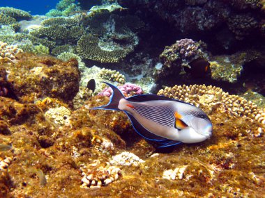 Sohal surgeonfish