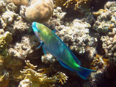 Rusty parrot fish clipart