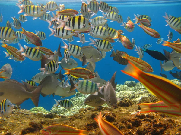 Tropical fishes — Stock Photo, Image