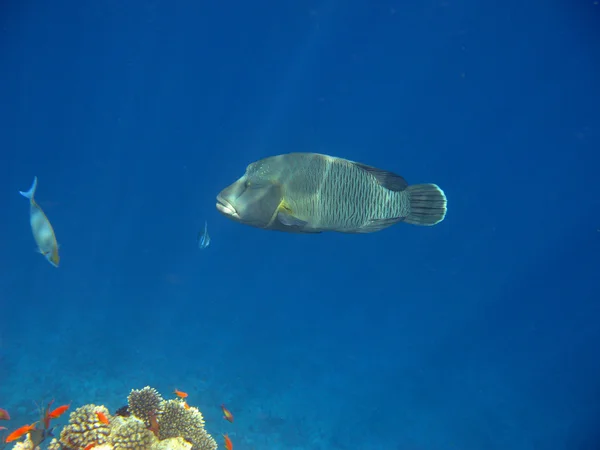 Napoleon fish — Stock Photo, Image
