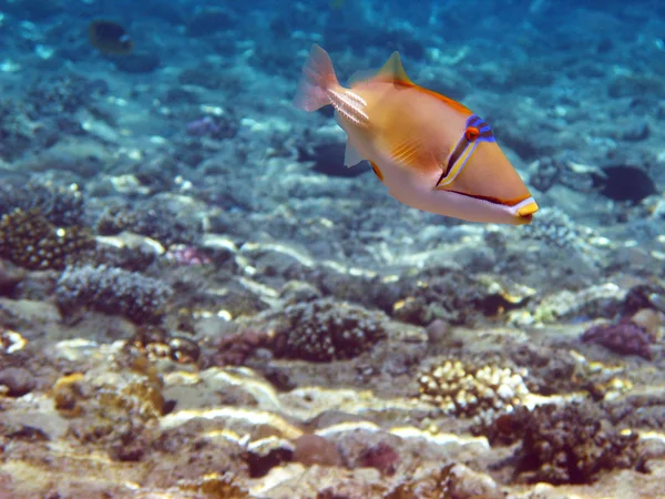 ピカソ ・ トリガーの魚 — ストック写真