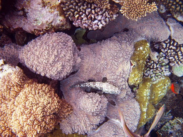 Rózsaszín korall — Stock Fotó