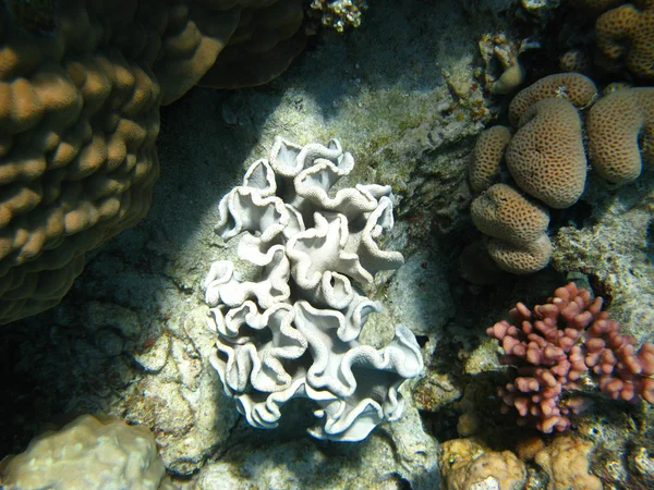 Білий coral — стокове фото