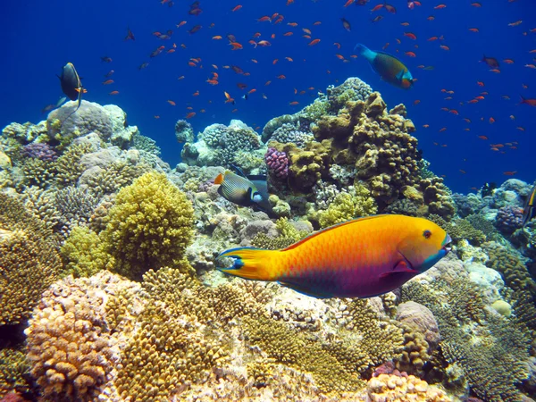 Arrecife de Coral Tropical — Foto de Stock