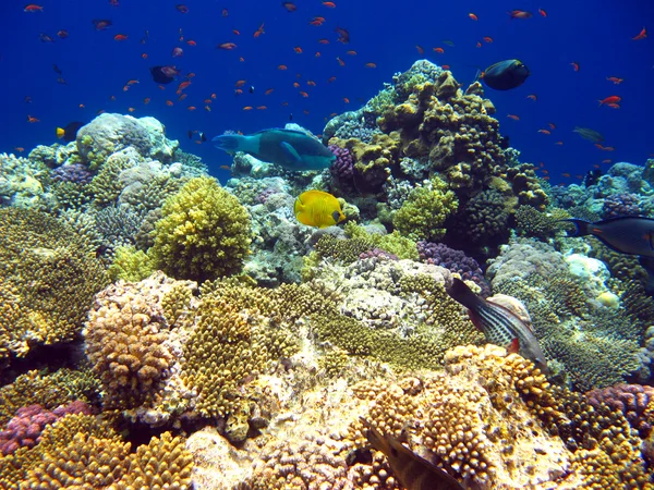 Arrecife de coral tropical en el Mar Rojo — Foto de Stock
