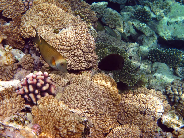Peces amarillos y arrecifes de coral — Foto de Stock