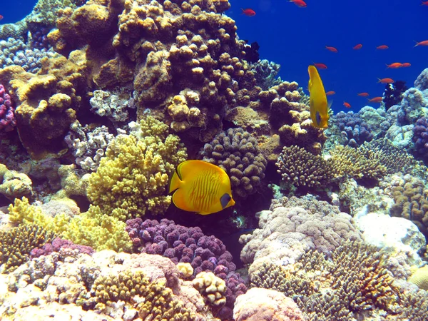 Kızıl denizdeki mercan kayalıkları — Stok fotoğraf