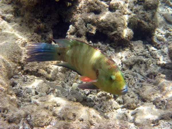Green tropical fish — Stock Photo, Image