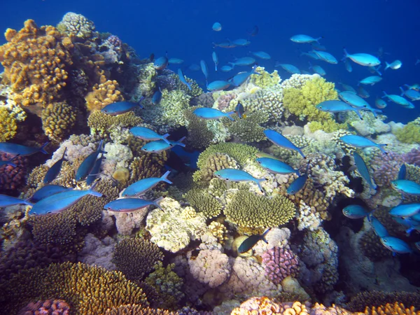 Peixes tropicais azuis — Fotografia de Stock