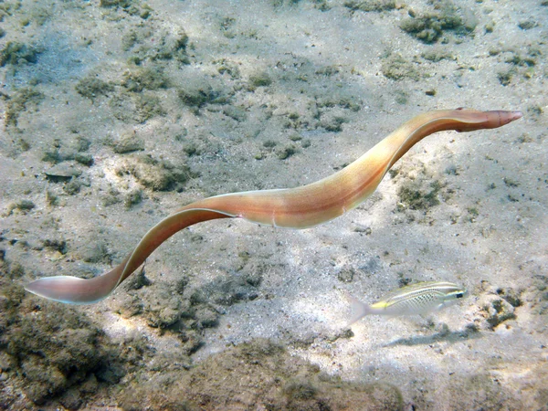 Gris morey anguila — Foto de Stock
