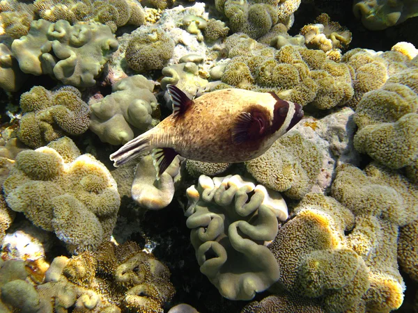 Masked puffer fish — Stock Photo, Image