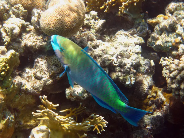 Rusty parrot fish — Stock Photo, Image