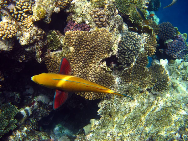 Sheephead parrotfish와 산호 암초 스톡 사진