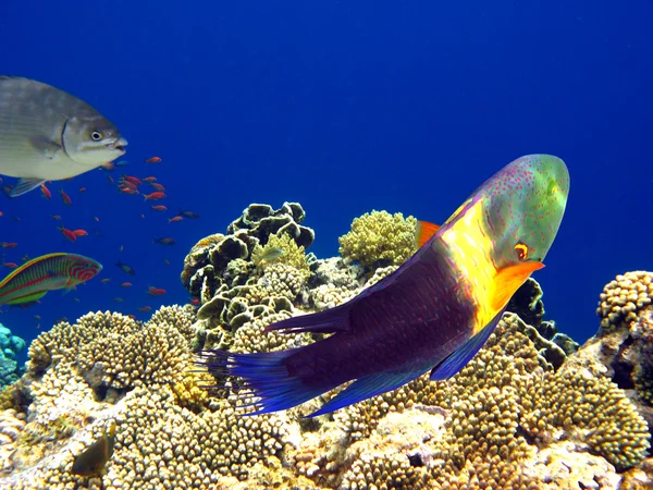 Boomtail wrasse — Stock Photo, Image