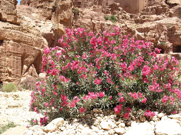Petra içinde bush — Stok fotoğraf