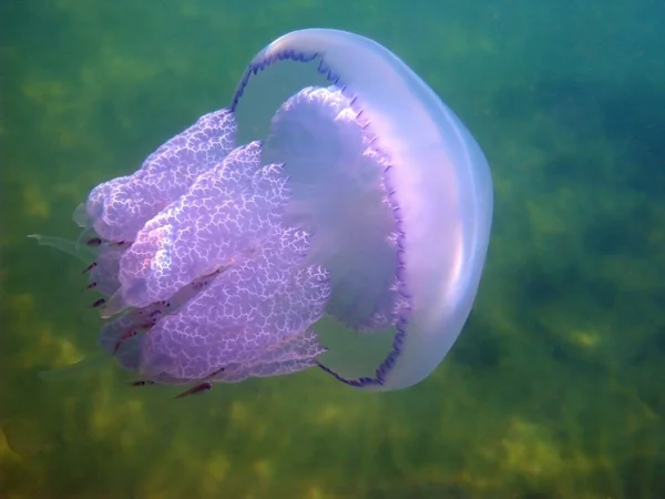Медузы и мелкие рыбки — стоковое фото