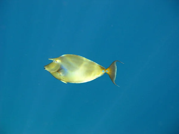 Tropických korálových ryb — Stock fotografie