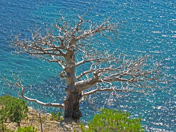 Fa nélkül, levelek és a tenger — Stock Fotó