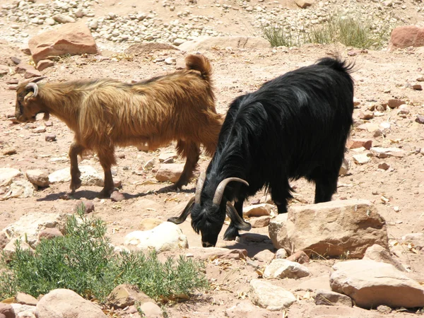 Goats in desert — Stock Photo, Image