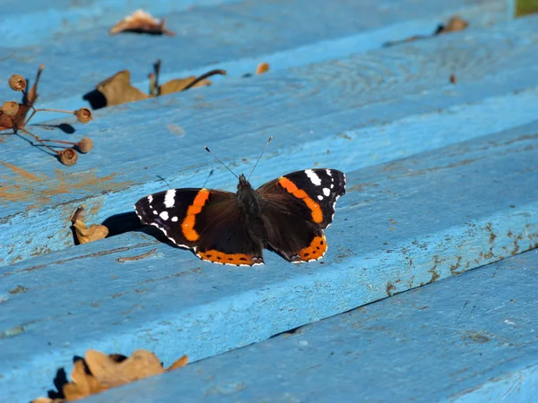 Butterfly on blue bench — Stock Photo, Image