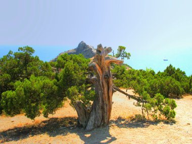 eski ardıç ve deniz