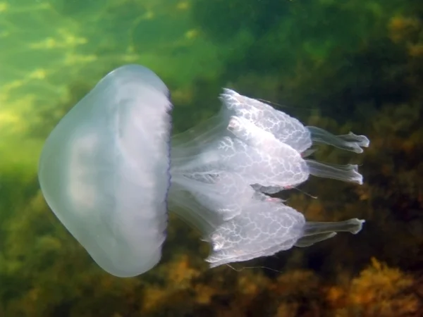 stock image Jellyfish in Black sea