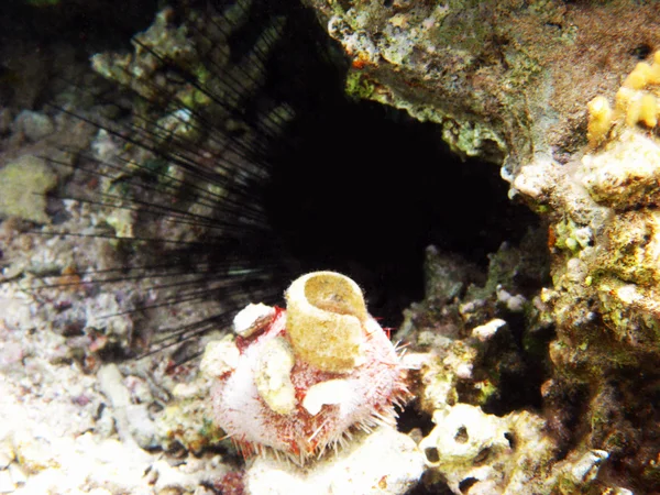 Морские ежи и коралловый риф — стоковое фото