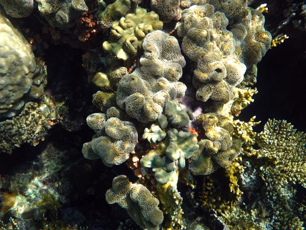 Leerachtige zachte koraal in de rode zee — Stockfoto