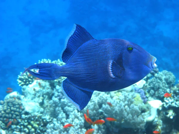 Peixe-gatilho azul escuro — Fotografia de Stock