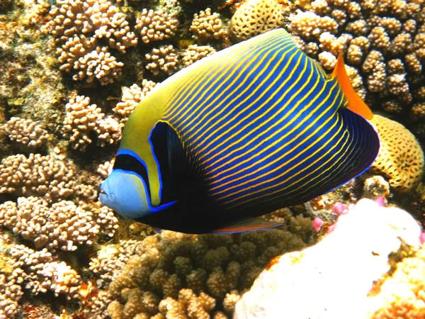 Imperador angelfish e recife de coral — Fotografia de Stock
