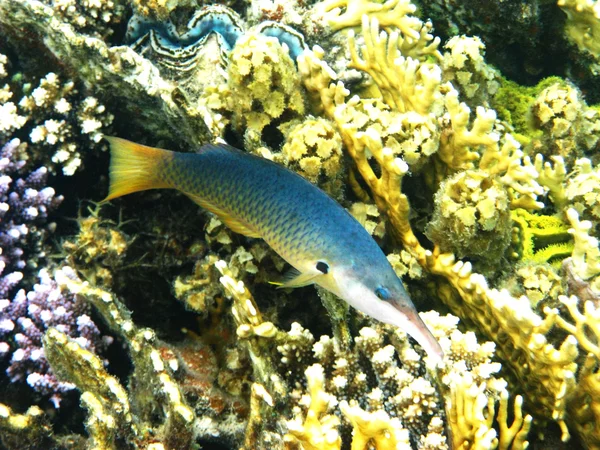 Divertente pesce corallo — Foto Stock