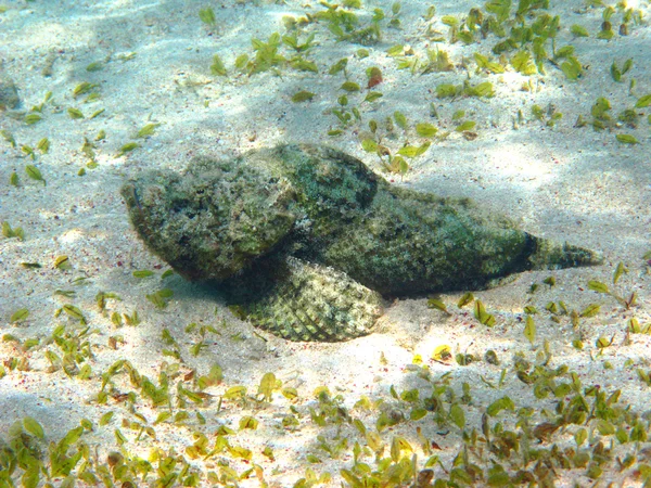 Pesce pietra della barriera corallina — Foto Stock