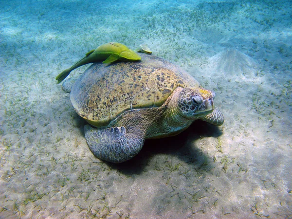 Tartaruga marinha e suckerfishes — Fotografia de Stock