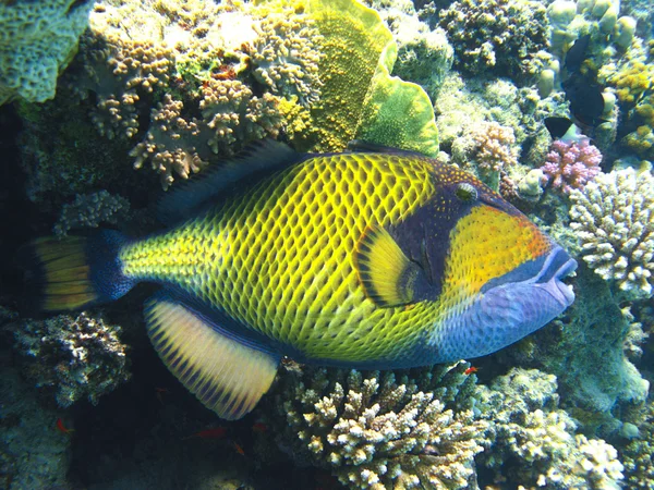 Titã triggerfish e recife de coral — Fotografia de Stock