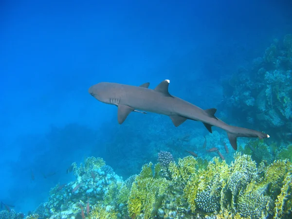 Whitetip 리프 상어와 암초 — 스톡 사진
