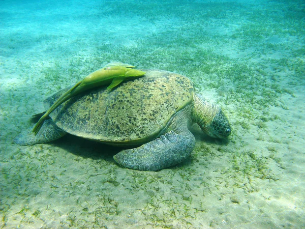 Big sea turtle and suckerfishes — Stock Photo, Image