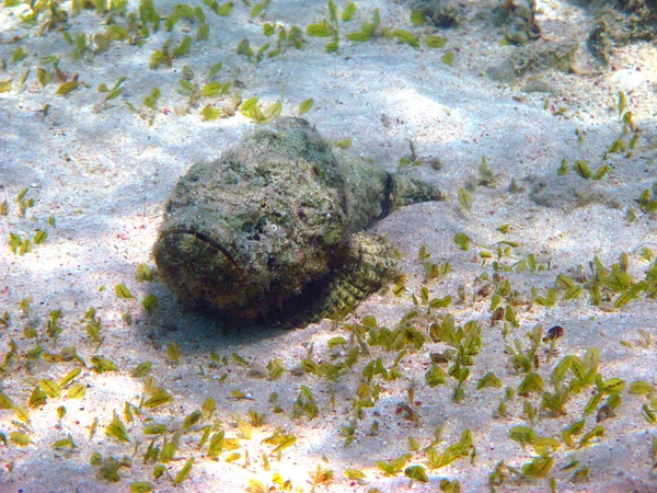 Stonefish — Zdjęcie stockowe