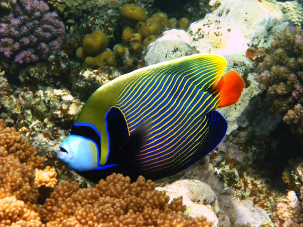 Emperador angelfish en Mar Rojo —  Fotos de Stock