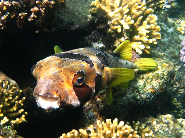 黑斑斑 porcupinefish — 图库照片