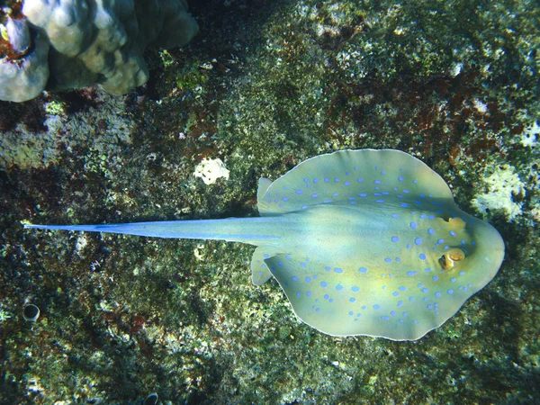 青の斑点アカエイとサンゴ礁 — ストック写真